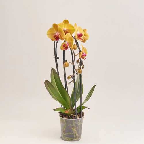 Зображення товару Фаленопсис каскад 2ст. мікс, артикул: 18513