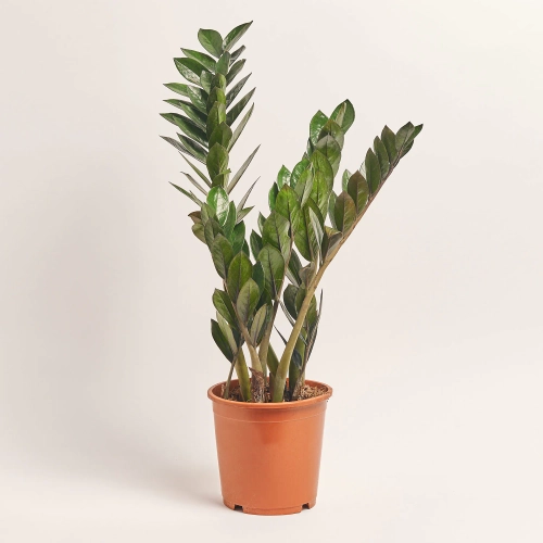 Зображення товару Заміокулькас Супер Нова 6ст., артикул: 56901