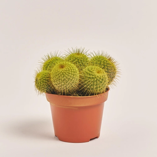 Зображення товару Кактус Рейнбов, артикул: 4792