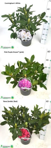 Зображення товару Рододендрон Кет мікс, артикул: 57321