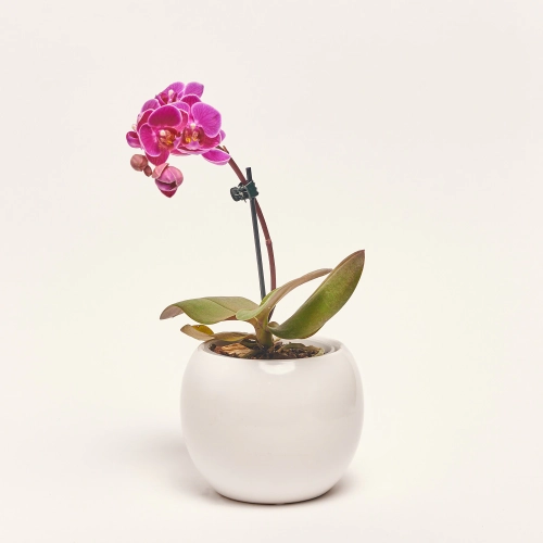 Фаленопсис міні 1ст. в кер., артикул: 50231 Зображення товару Фаленопсис міні 1ст. в кер., артикул: 50231