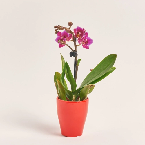 Зображення товару Фаленопсис міні 1ст. рожевий, артикул: 55895