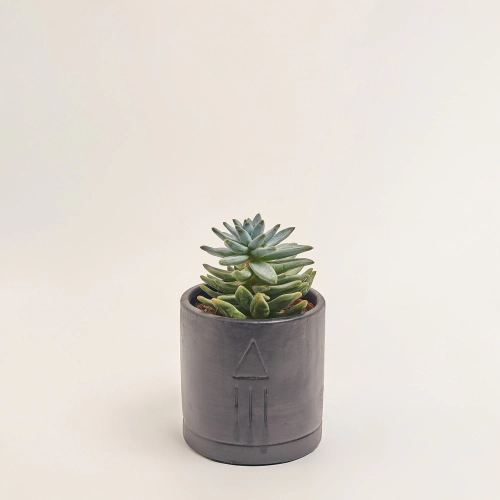 Сукулент мікс в кер., артикул: 46317 Зображення товару Сукулент мікс в кер., артикул: 46317