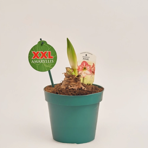 Амариліс мікс, артикул: 54117 Зображення товару Амариліс мікс, артикул: 54117