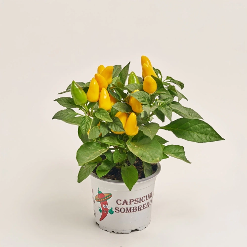 Капсікум Самба мікс, артикул: 52723 Зображення товару Капсікум Самба мікс, артикул: 52723