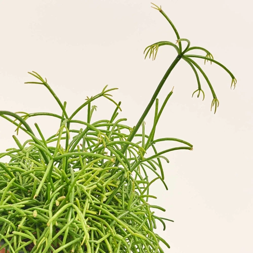 Зображення товару Рипсаліс мікс, артикул: 52619