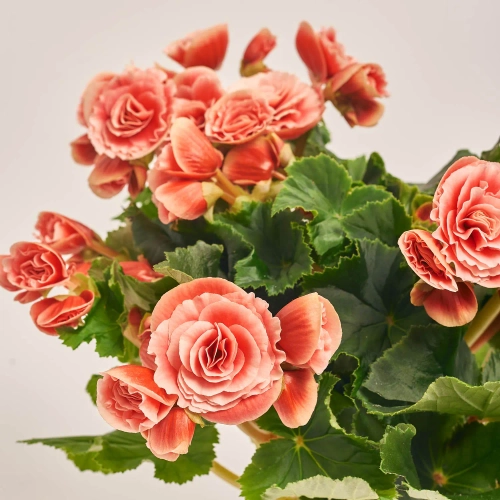 Зображення товару Бегонія Боріас, артикул: 1201