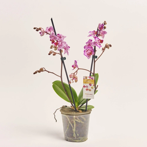 Зображення товару Фаленопсис 2ст. мікс, артикул: 25844