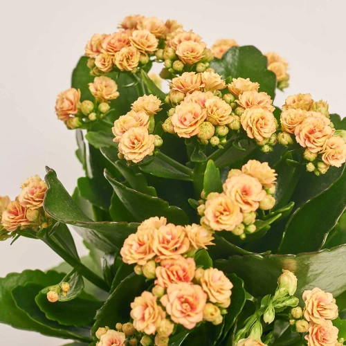 Зображення товару Каланхоє мікс, артикул: 25739