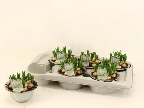 Мускарі Естер, артикул: 56686 Зображення товару Мускарі Естер, артикул: 56686