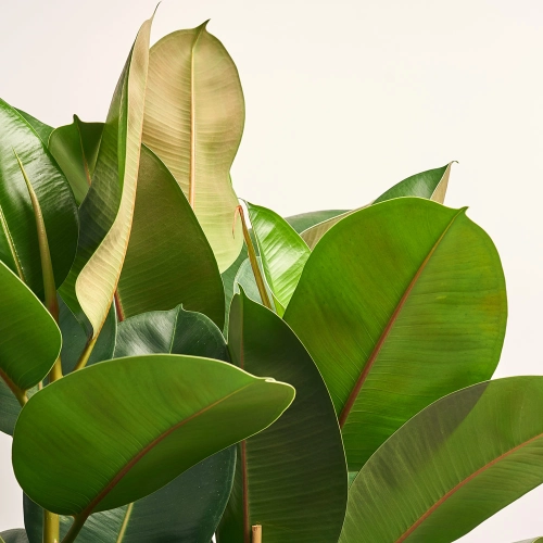 Фікус ел Робуста 3ст., артикул: 41171 Зображення товару Фікус ел Робуста 3ст., артикул: 41171