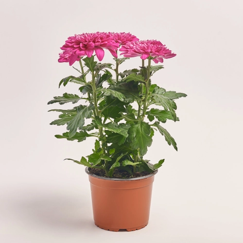 Хризантема Зембла мікс, артикул: 40514 Зображення товару Хризантема Зембла мікс, артикул: 40514