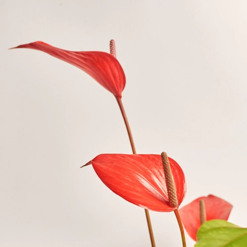 Зображення товару Антуріум та Кашпо Сет 501, артикул: 33931