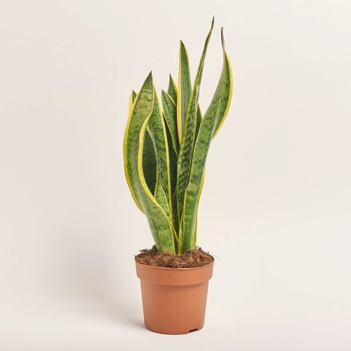Зображення товару Сансевієрія Лауренті, артикул: 1395