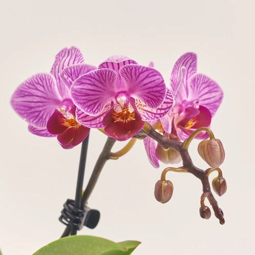 Зображення товару Фаленопсис міні 1ст. рожевий, артикул: 55895