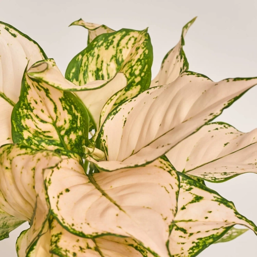 Зображення товару Аглаонема Вайт Ківі, артикул: 51795