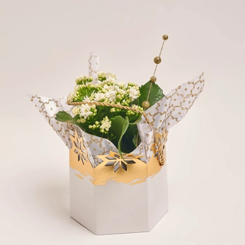 Зображення товару Каланхоє мікс у подарунковому пакеті, артикул: 53596