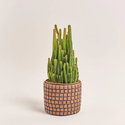 Зображення товару Кактус мікс в кер., артикул: 56882