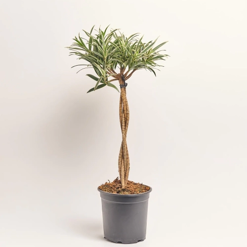 Драцена Рефлекса Валентина, артикул: 56989 Зображення товару Драцена Рефлекса Валентина, артикул: 56989