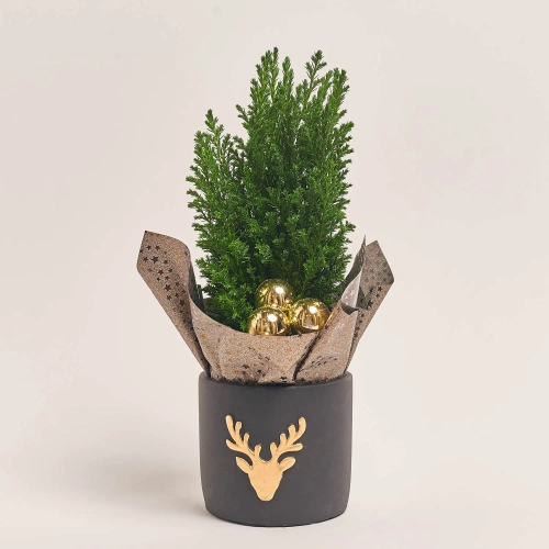 Зображення товару Кипарис Елвуді Декор в кер., артикул: 43397