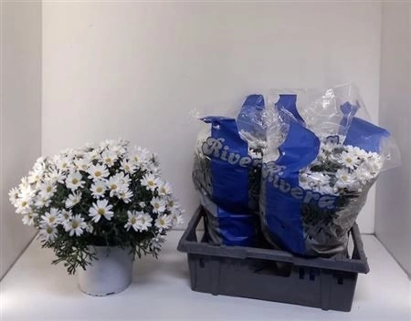 Аргірантемум Стелла, артикул: 1525 Зображення товару Аргірантемум Стелла, артикул: 1525