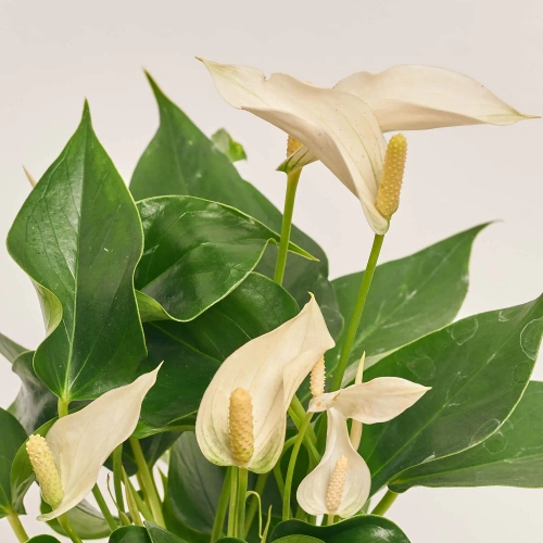 Зображення товару Антуріум Намора, артикул: 55181