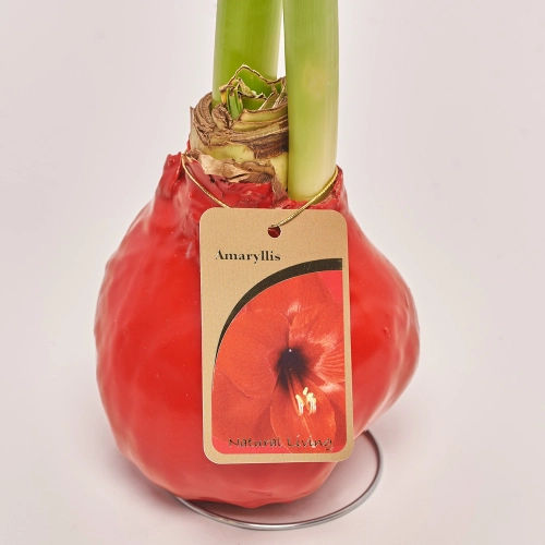 Амариліс у воску, артикул: 43564 Зображення товару Амариліс у воску, артикул: 43564