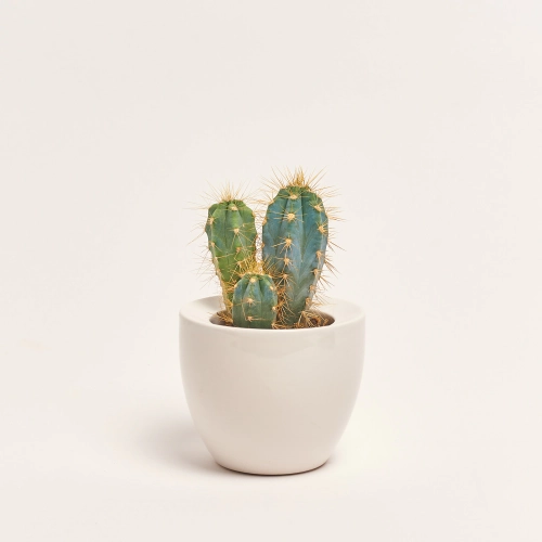 Зображення товару Кактус мікс в кер., артикул: 33834