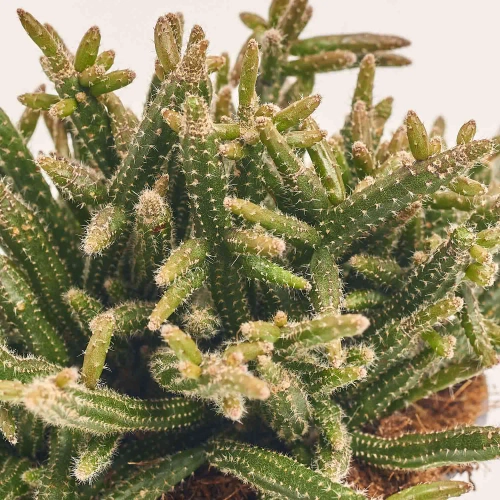 Зображення товару Рипсаліс Барчела, артикул: 57463