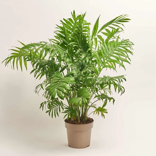 Зображення товару Хамедорея Елеганс, артикул: 56849
