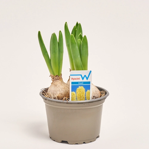 Гіацинт жовтий, артикул: 56059 Зображення товару Гіацинт жовтий, артикул: 56059