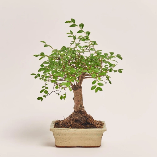Бонсай в кер., артикул: 17924 Зображення товару Бонсай в кер., артикул: 17924