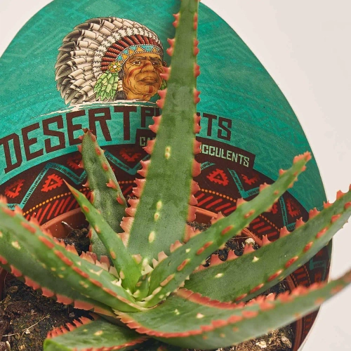 Зображення товару Алоє мікс, артикул: 46262