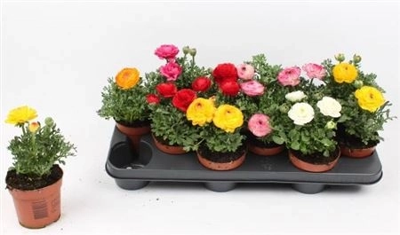 Зображення товару Ранункулус мікс, артикул: 46780