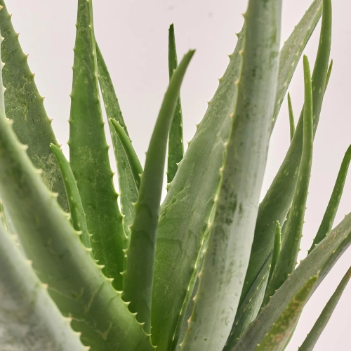 Алоє Вера, артикул: 55393 Зображення товару Алоє Вера, артикул: 55393