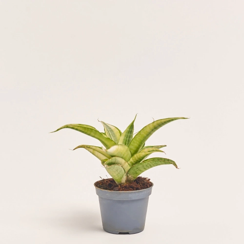Зображення товару Сансевієрія Габрієлла Краун, артикул: 57161
