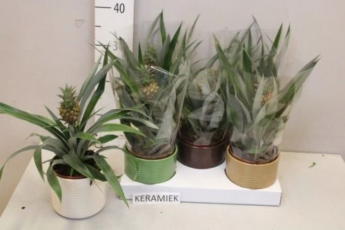 Зображення товару Ананас Росіта в кер., артикул: 56434