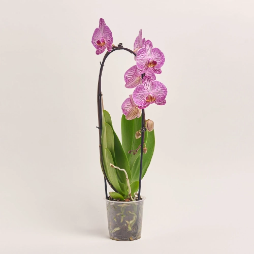 Зображення товару Фаленопсис каскад 1ст. мікс, артикул: 19689