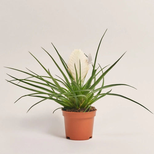 Зображення товару Тілландсія мікс, артикул: 52845