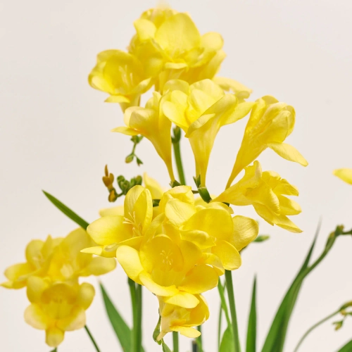 Зображення товару Фрезія жовта, артикул: 57253