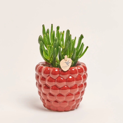 Зображення товару Сукулент мікс "Малинка", артикул: 37157