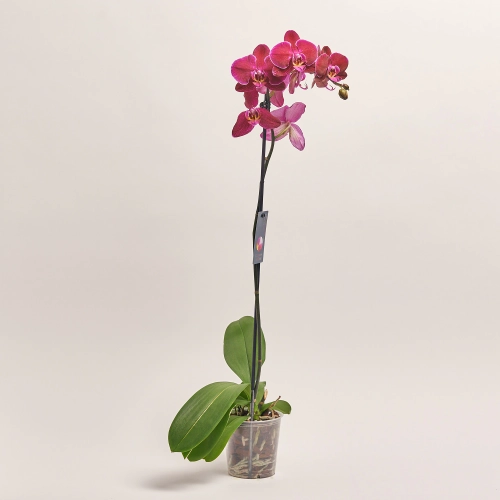 Зображення товару Фаленопсис 1ст. мікс, артикул: 18850