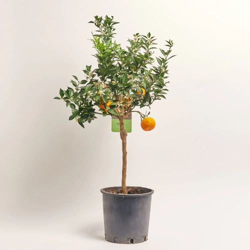 Зображення товару Цитрофортунелла Чінотто мандарин, артикул: 56883