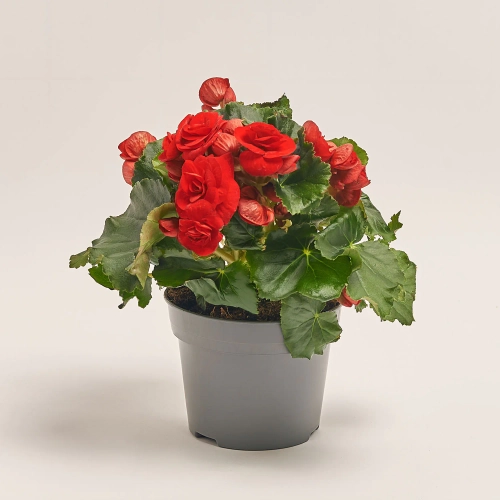 Зображення товару Бегонія мікс, артикул: 19041