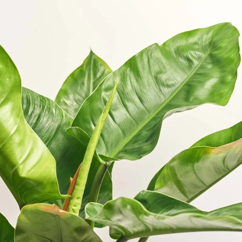 Зображення товару Філодендрон Імперіал Грін, артикул: 56998