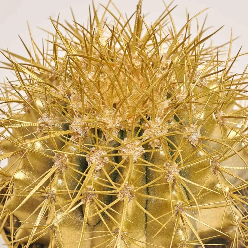 Зображення товару Ехінокактус Рейнбов новорічний мікс, артикул: 43412