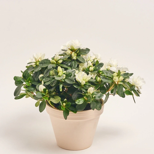 Зображення товару Азалія мікс в кер., артикул: 25146