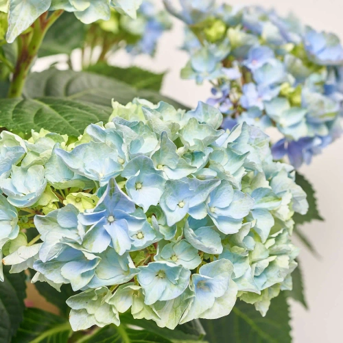 Зображення товару Гортензія блакитна 12ст., артикул: 56993
