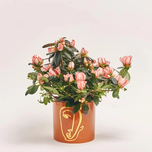 Азалія мікс в кашпо, артикул: 53757 Зображення товару Азалія мікс в кашпо, артикул: 53757