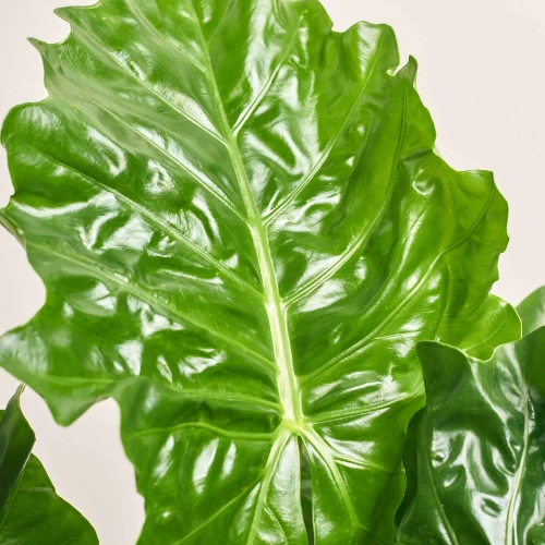 Зображення товару Алоказія Лоу Райдер, артикул: 56718